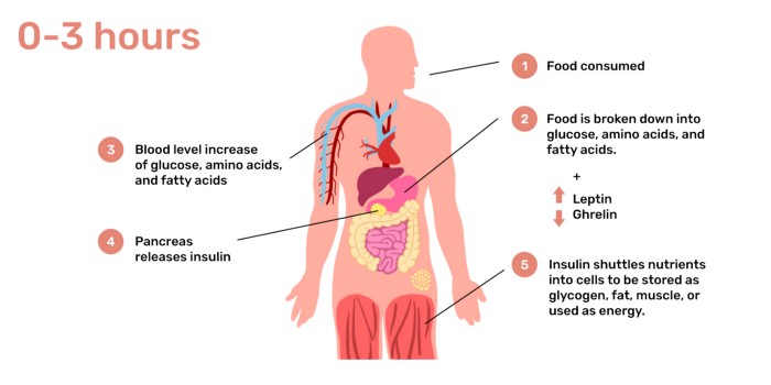 Part One – Health Benefits Change As You Continue Your Fast (0-24 Hours)