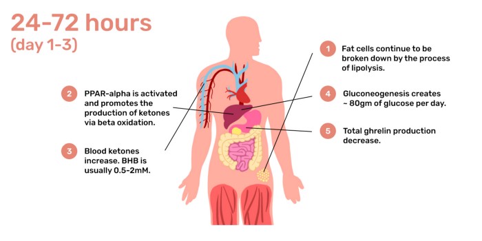 Part Two – Health Benefits Change As You Continue Your Fast (25 Hours to Multiday)